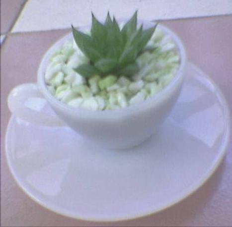 Haworthia maraisii