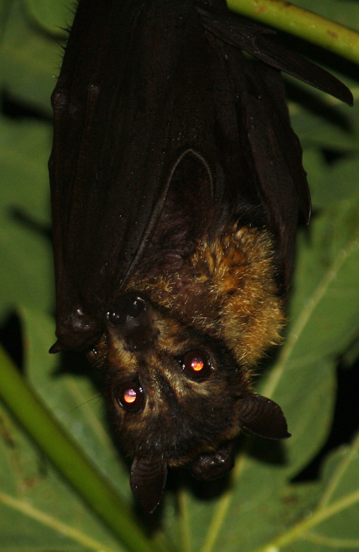 Spectacled Flyingfox Pteropus conspicillatus