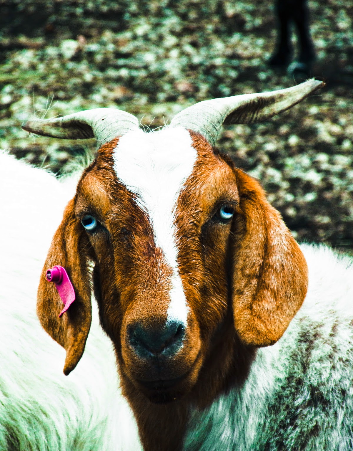 Black Rock Ranch Blue Eyed Goat