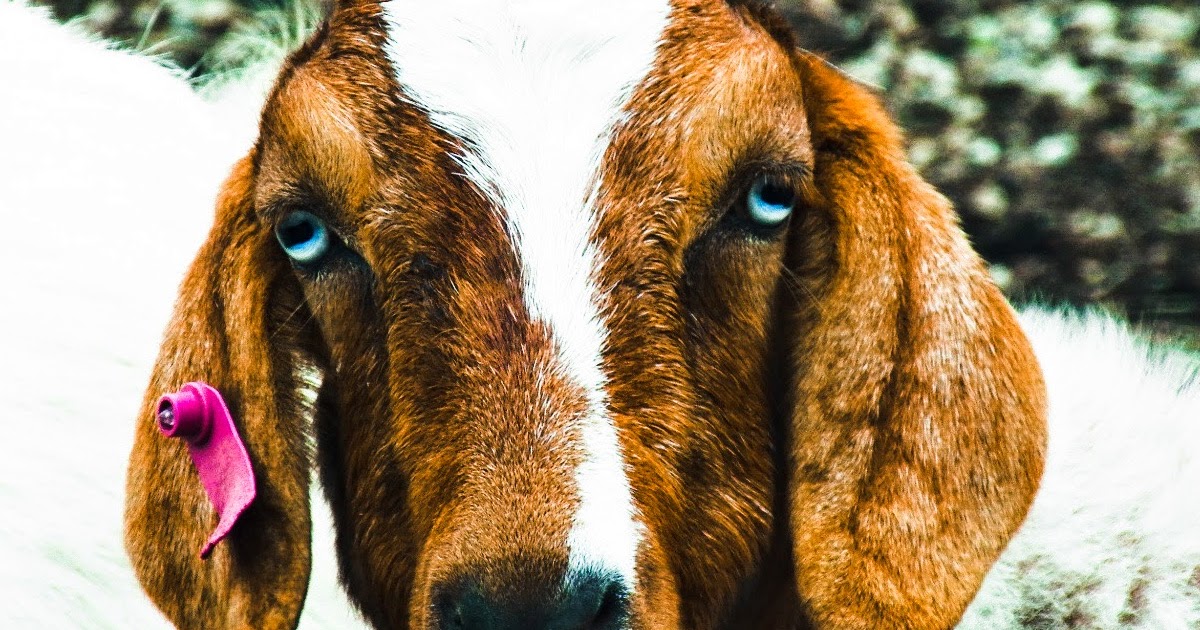 Black Rock Ranch: Blue Eyed Goat