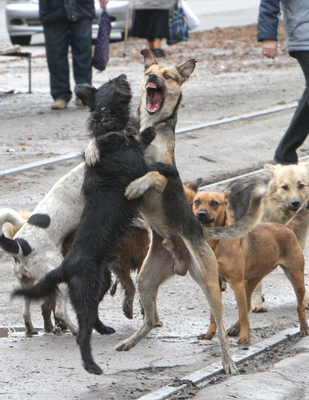 Фото Укринформ: бродячие собаки