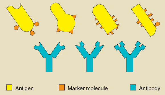 Antigen | About...
