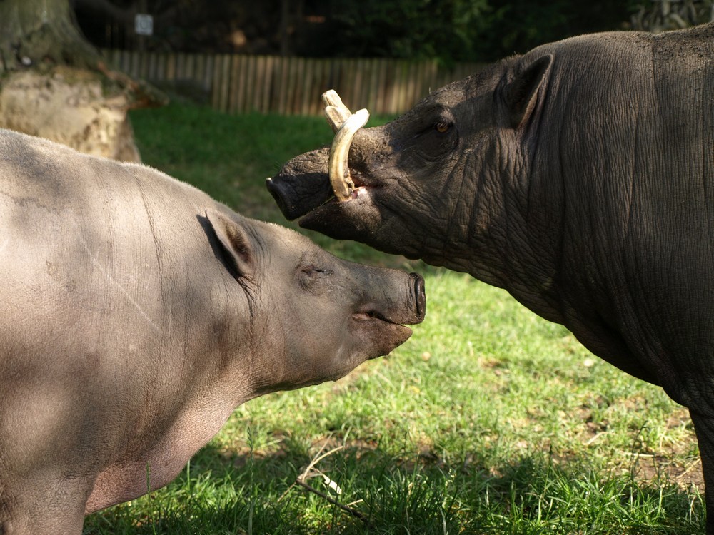 Babirusa | Gosip Gambar