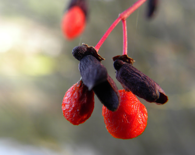 Teeny berries