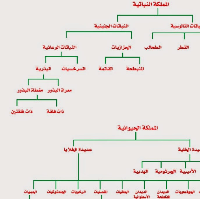 صنف العلماء الكائنات الحية الى