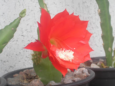 cactus orquidea vermelha muda em flor