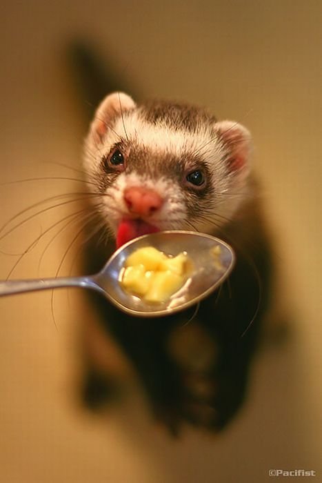 Beautiful+%2526+Cute+Photos+Of+Ferrets+%25289%2529.jpg