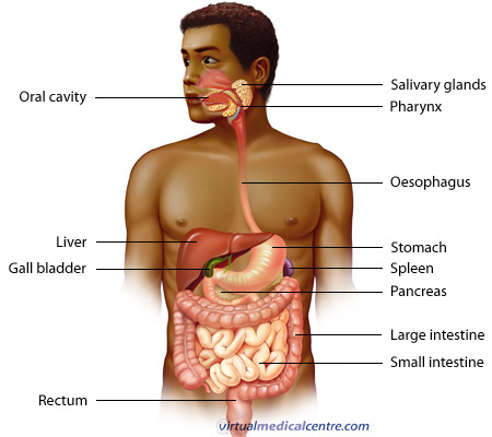Gastrointestinal system | Cumiex Blog's