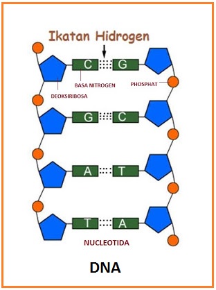 Demikian nitrogen yang timin oleh menjadi mutasi suatu disebut diganti dna kekeliruan, gen protein guanin. disintesis akibatnya basa yang karena keliru. Rangkuman Materi,