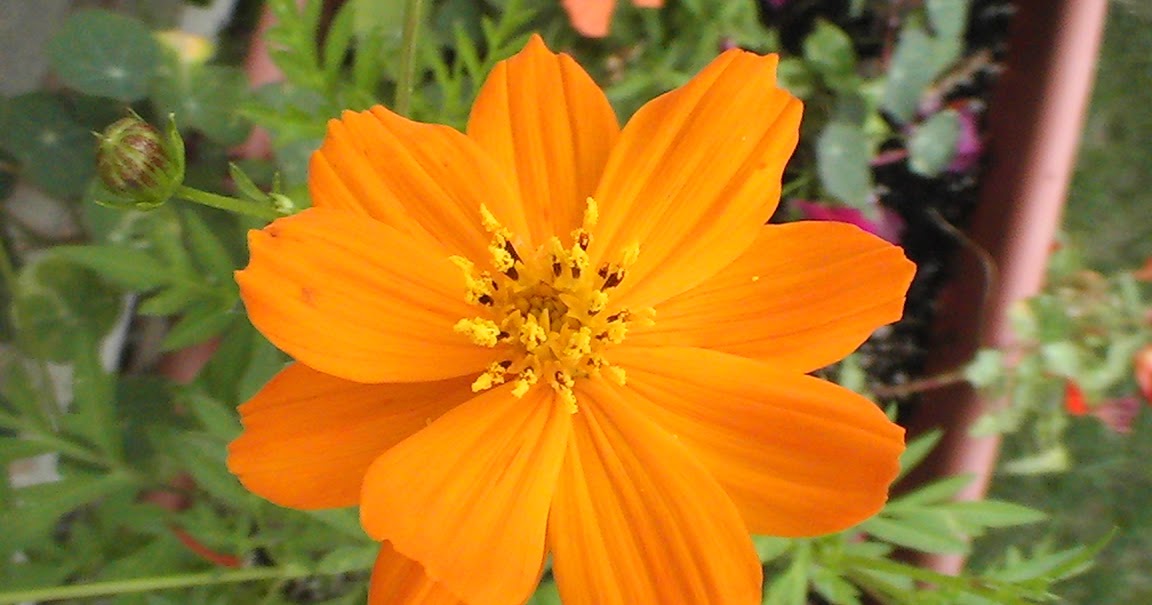 In My Garden Cosmos Dance in your Garden!