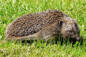 Egels zijn, net als stekelvarkens, nachtdieren en tevens ook echte alleseters.