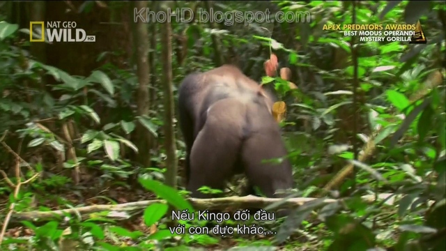 Mystery+Gorilla+(2009)+1080i+HDTV_KhoHD+(Viet)%5B10-55-27%5D(1).JPG