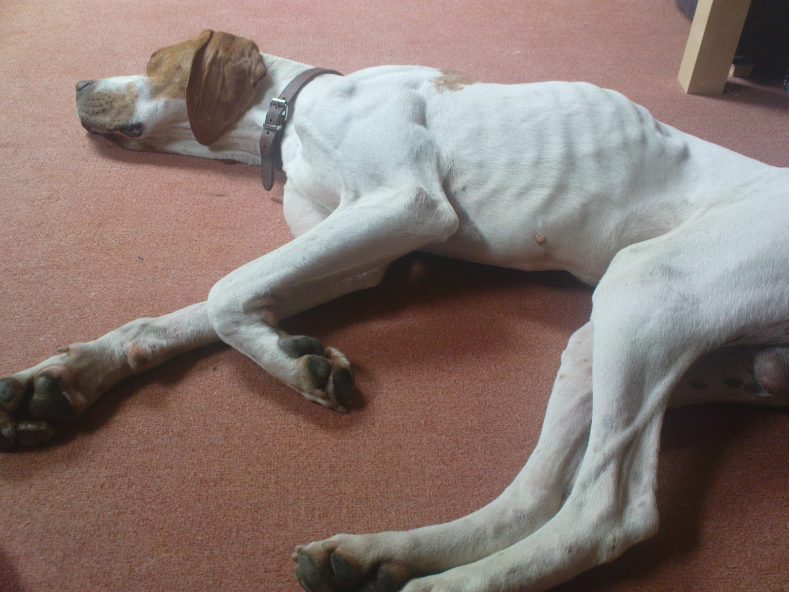 Ein Pointer an meiner Seite Mein Hund Lur