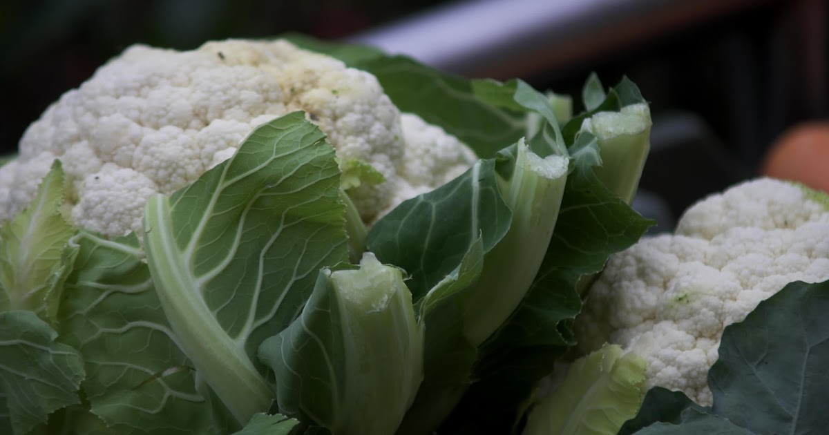 Eat Groovy Why is Cauliflower So Good For You?
