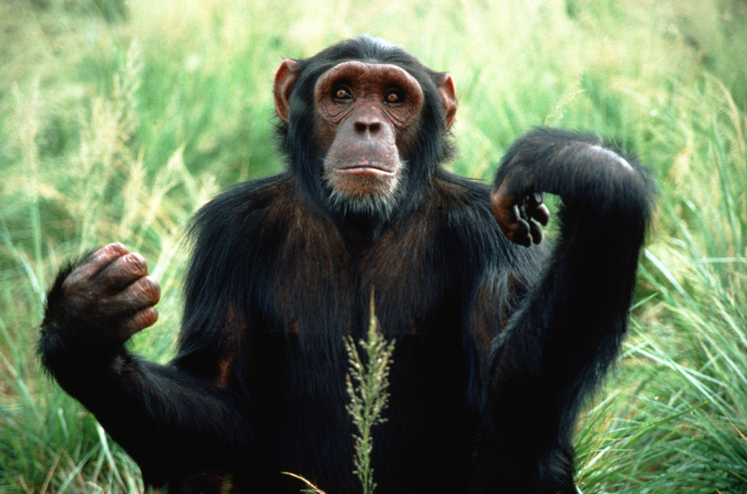 buy a chimpanzee monkey buy a chimpanzee monkey