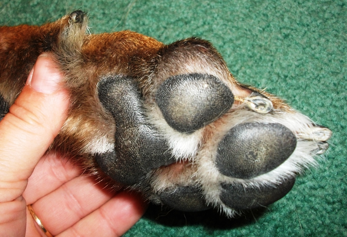 Dog Gone Happy Broken toe?