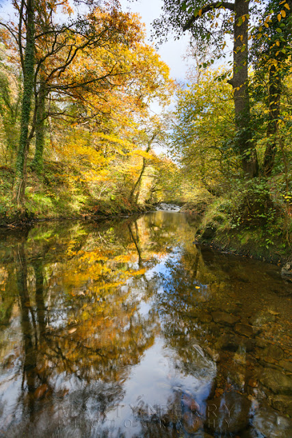A tree in full autumn glow reflects on the Afon Mellte by Martyn Ferry Photography