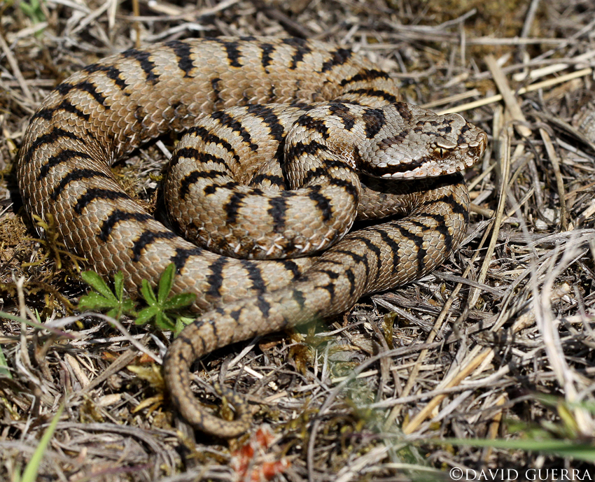 genusvipera Vipera aspis