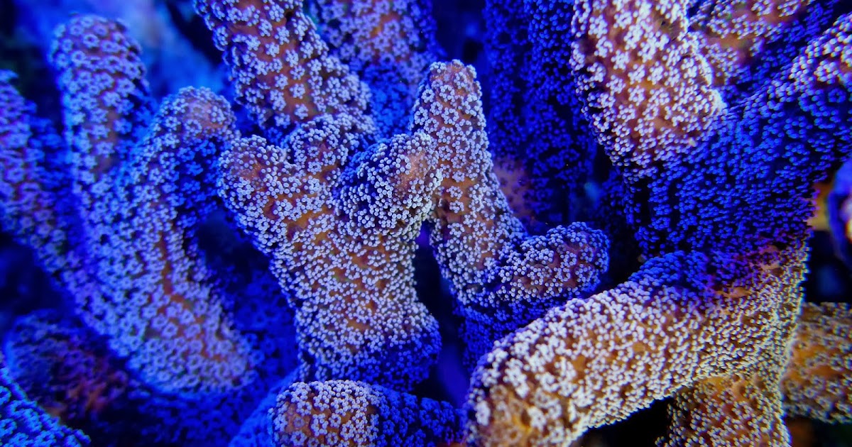 Howard`s Reef I really admire Stylophora Corals!