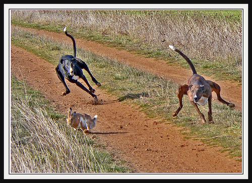 LIEBRE_GALGOS.JPG