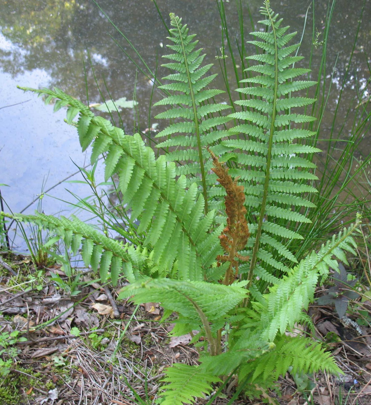 using georgia native plants ferns that work for you using georgia native plants ferns that work for you