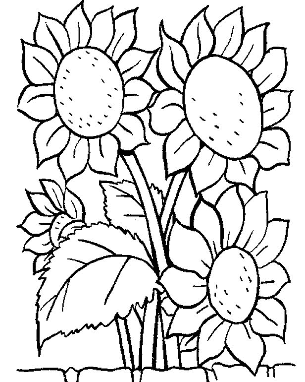 Picture of Sunflower Coloring Pages | Free World Pics