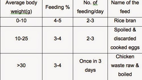 Catfish Feeding Chart