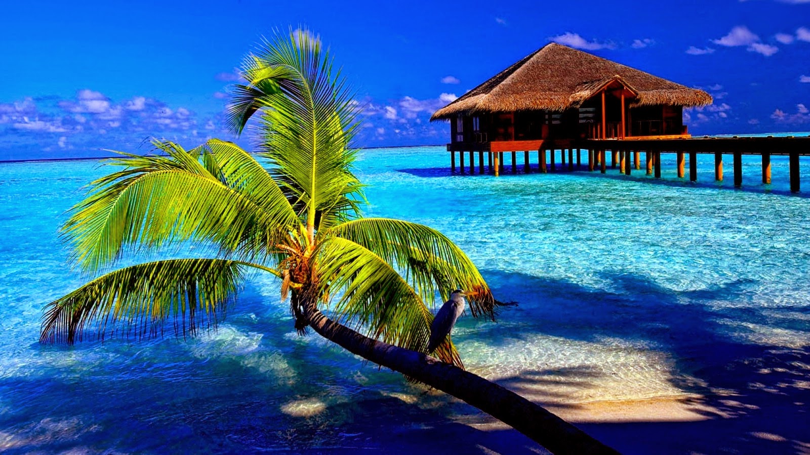 خلفيات سطح المكتب HD