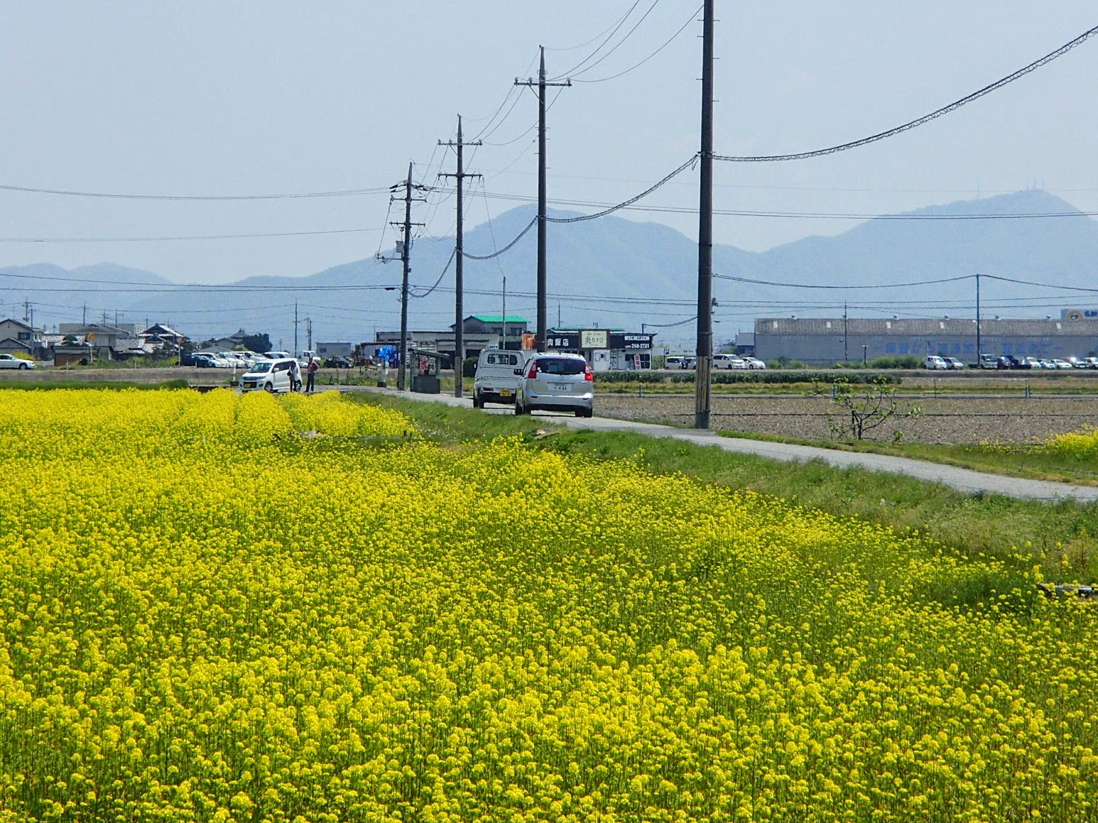 猫と田圃 カラシナ 菜の花 が満開です