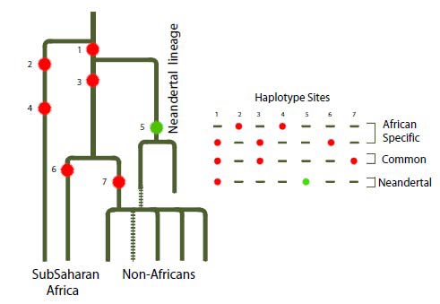 Comparing+neanderthals+and+modern+humans