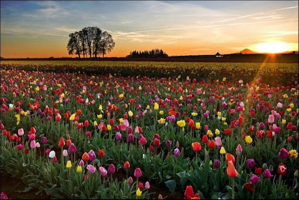 Tulip Garden Seen On www.coolpicturegallery.us Netherland in May Month Seen On www.coolpicturegallery.us