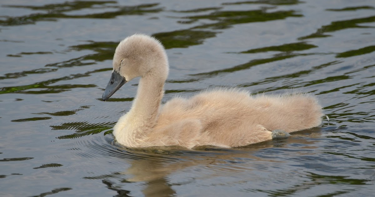 The Early Birder Mute Swan