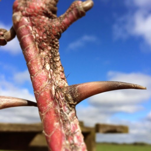 trophyhunting Big Osceola Turkey Spurs 2014!