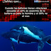 Las ballenas eyaculan 1500 litros de semen y un 90% queda sobre el mar.