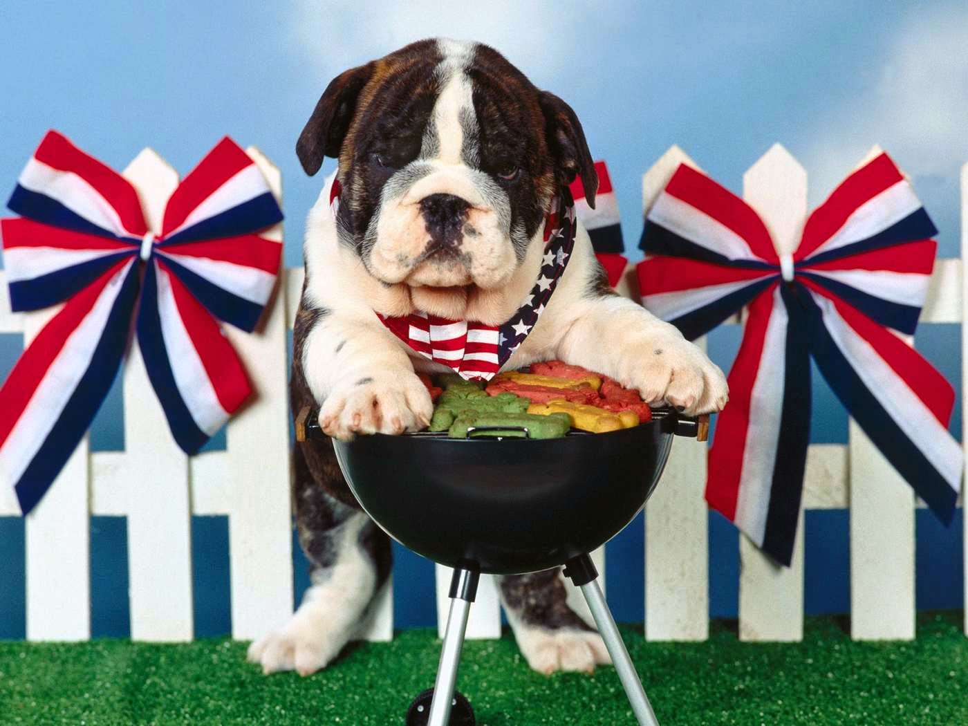 K's Pampered Pet Grilling Safety with Pets Around