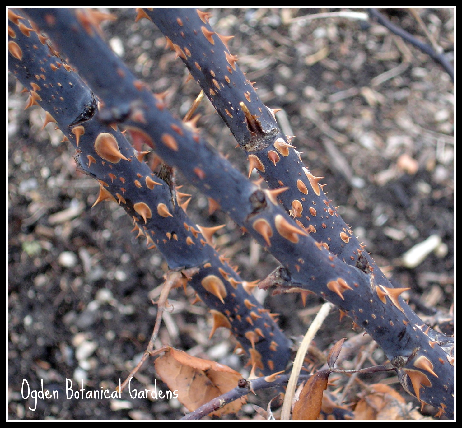Ogden Botanical Gardens Black Roses by Jerry Goodspeed