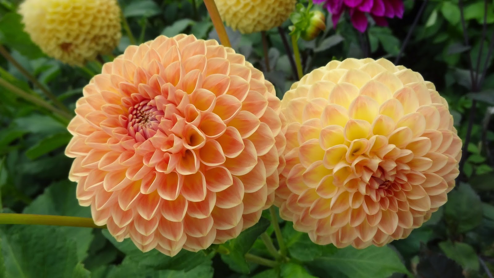 Dahlia flowers: Dahlia catalog-A-D