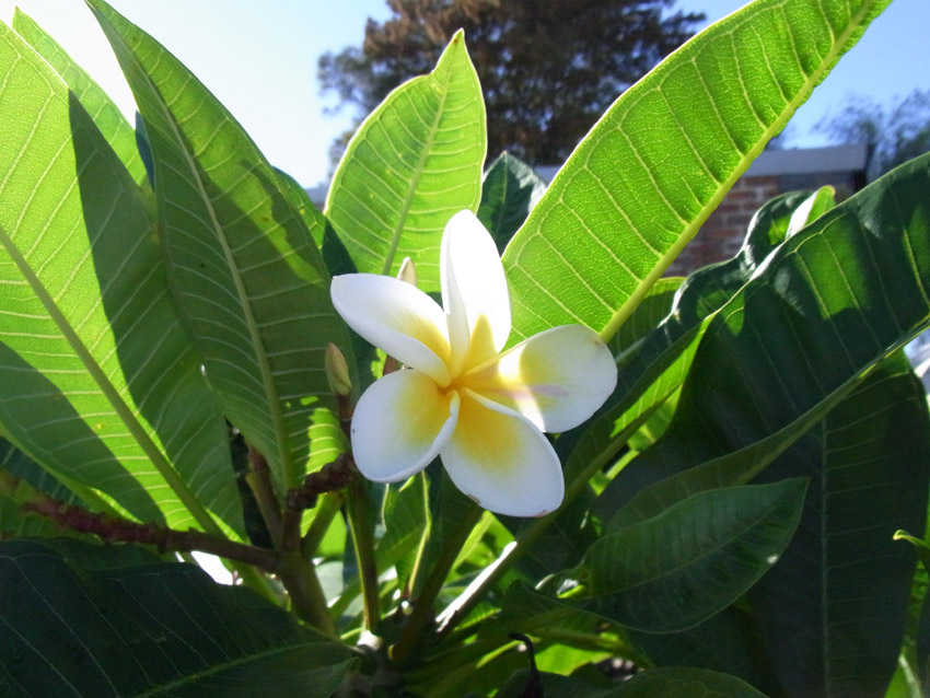 Garden amateur A good year for frangipani