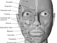 Facial Muscles Diagram Facial Muscles Diagram