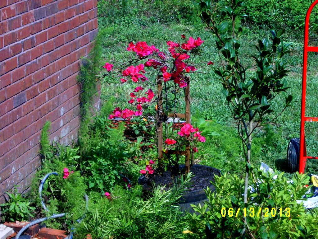Alabama Rose and Flower Garden from a NonGreen Thumb Bougainvillea