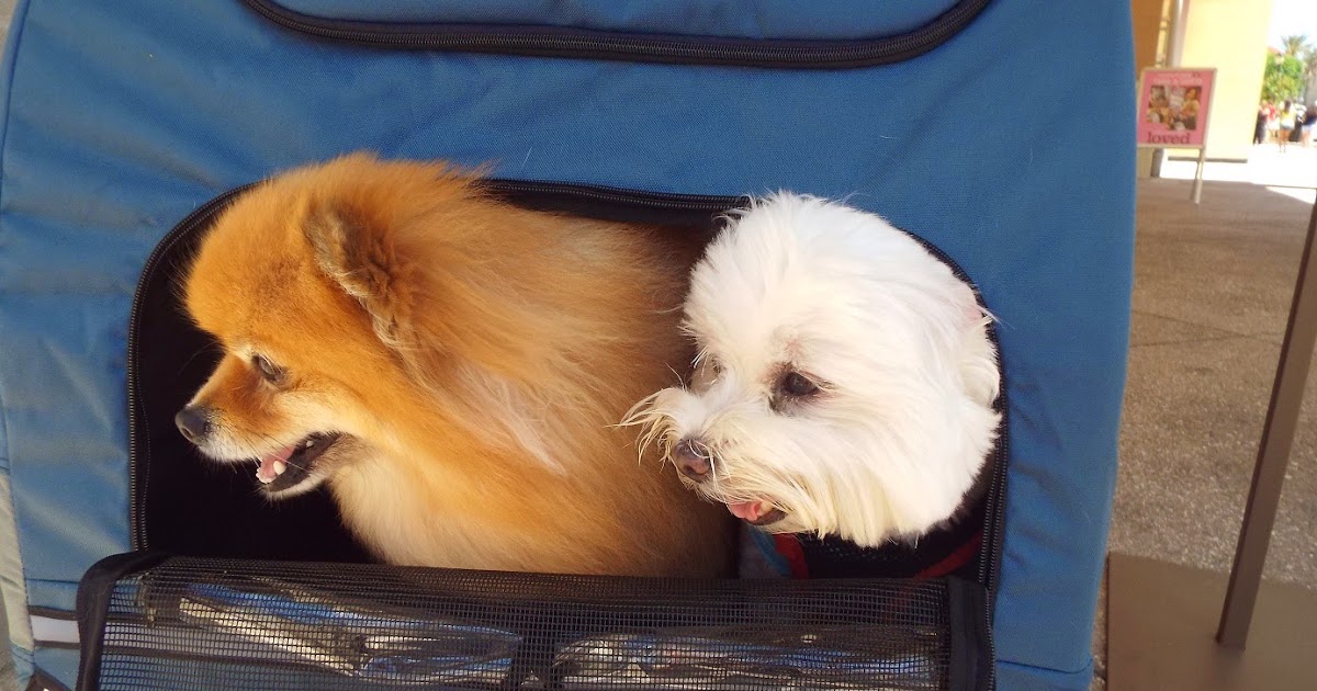 Pepper's Paws Solvit HoundAbout II Large Pet Stroller Product Review