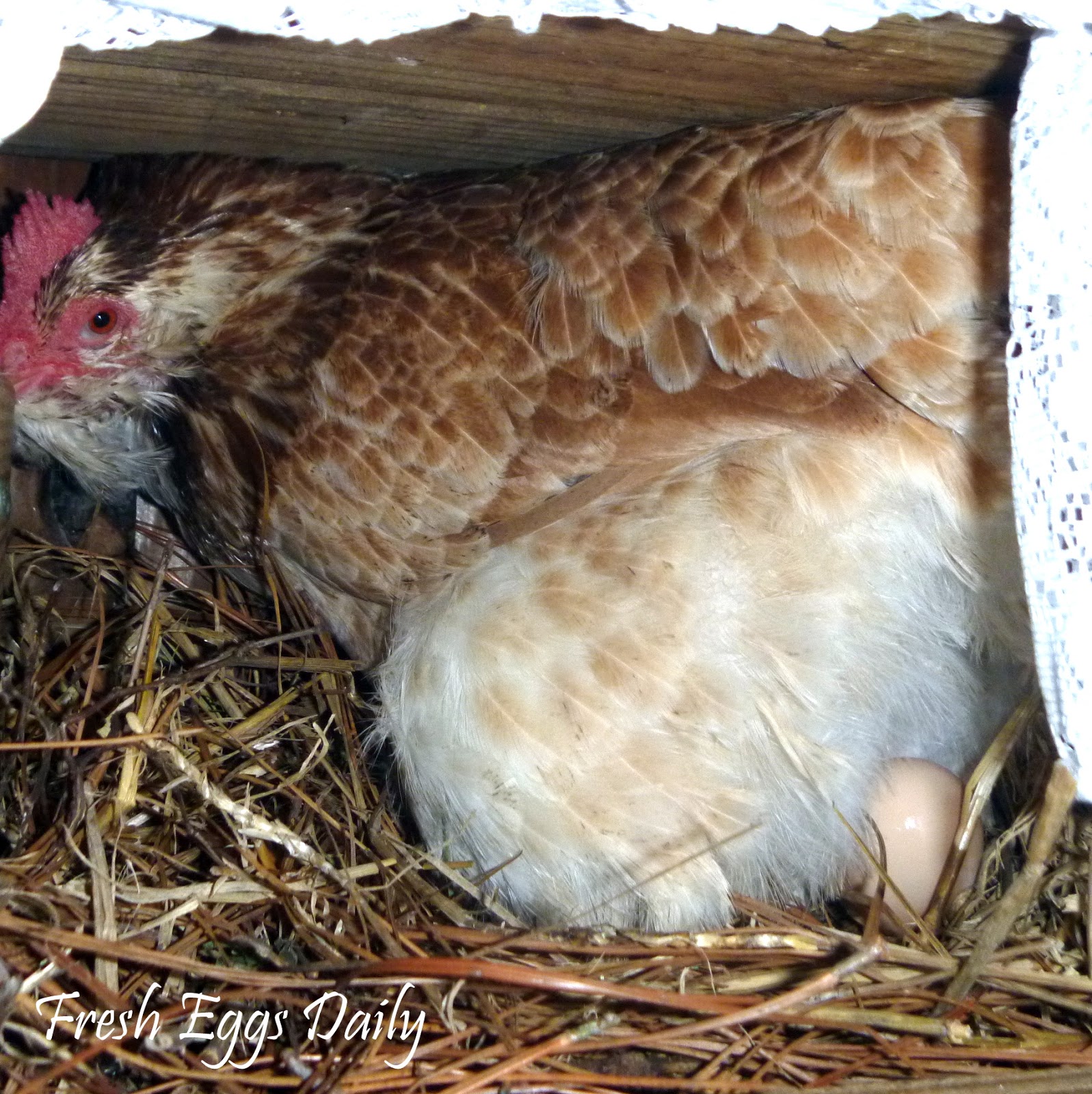 Fresh Eggs Daily® Egg Bound Hens How to Recognize, Treat and Prevent