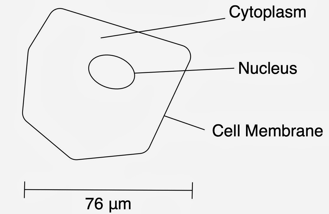 inside 107 and 109 Were you struggling with your scale bar?