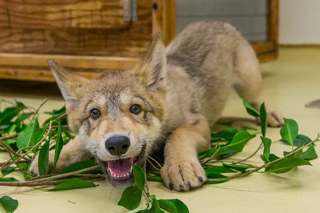 White Wolf Playful wolf pup makes debut at San Diego Wildlife Center