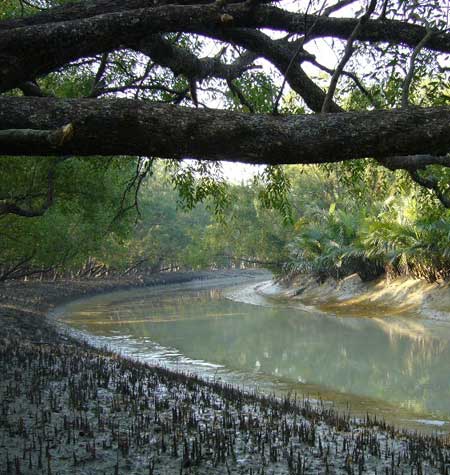 Mangroove forests of Sundarban