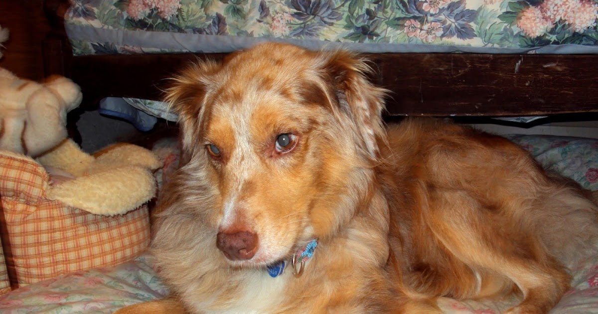 Reconcile Dog Prozac