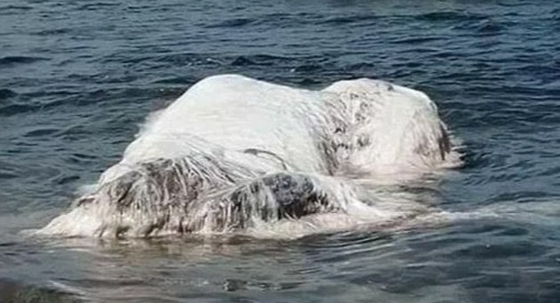 Μυστήριο με μαλλιαρό πλάσμα που ξεβράστηκε σε ακτή των Φιλιππίνων Μυστήριο με μαλλιαρό πλάσμα που ξεβράστηκε σε ακτή των Φιλιππίνων
