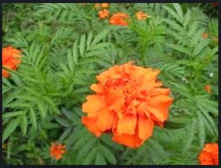 Tahukah Anda Khasiat dan Manfaat Herbal Kenikir ? - Tanaman Berkhasiat