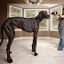 World's Tallest Living Dog - Zeus