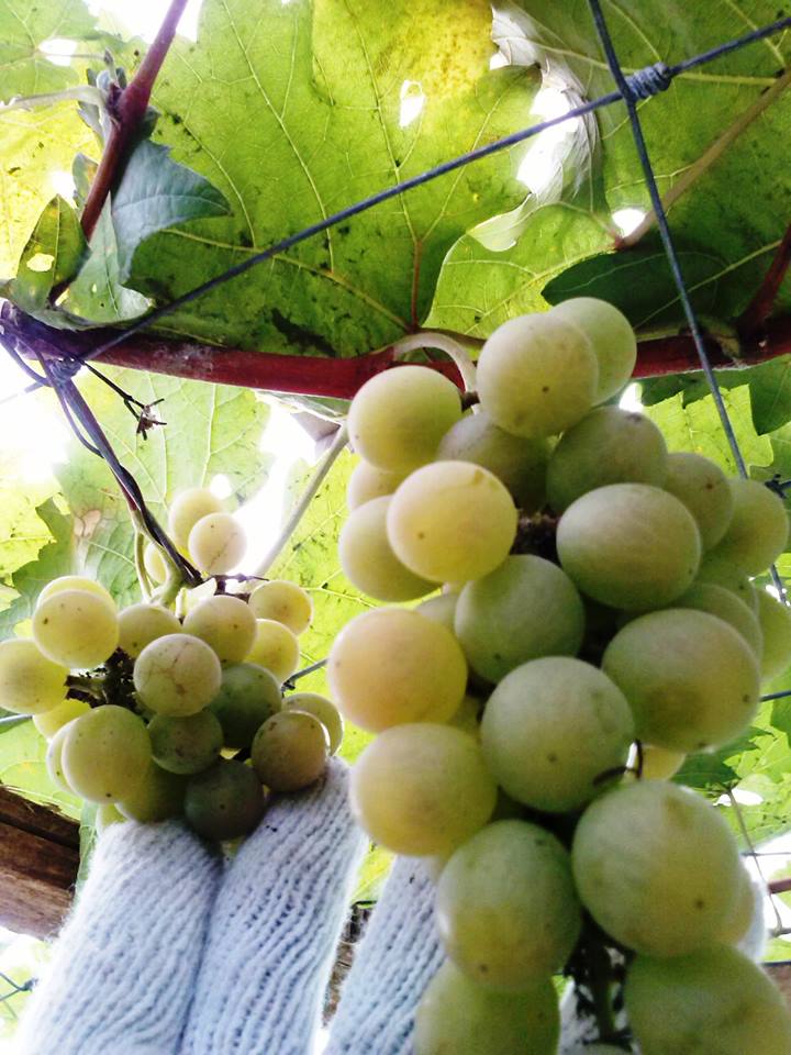 Lets Plant Grapes In The Philippines (Palawan Adventure) Qualities Of Grapes Produce in our